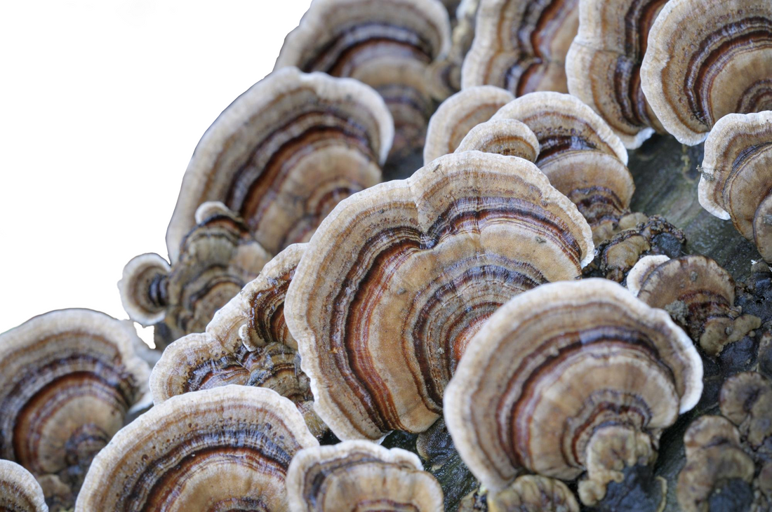 Coriolus - Einblicke in die Welt des Vielfarbigen Schmetterlingspilzes