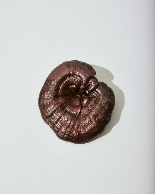 Reishi - Der Pilz der Gesundheit